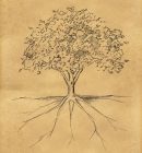 Tree Sketch leaves and root on paper Tree Sketch leaves and root on paper