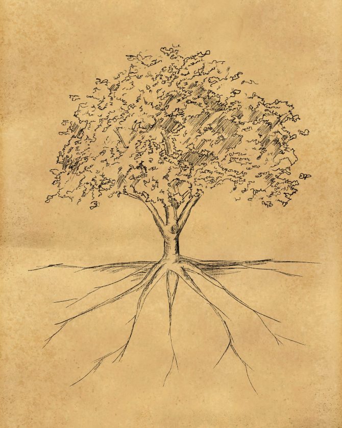 Tree Sketch leaves and root on paper